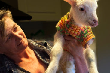A person holding a little lamb wearing a hand-knitted jumper